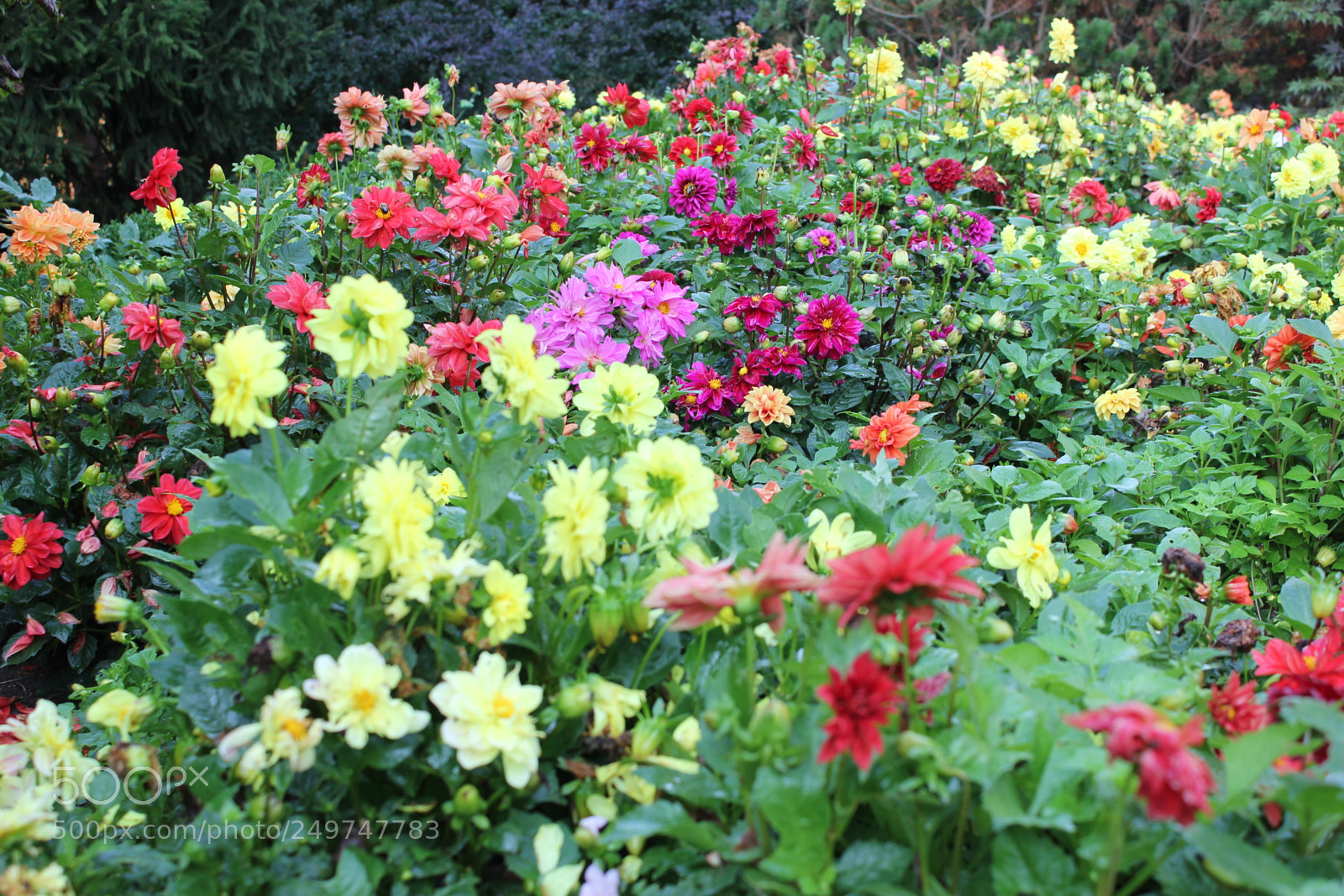 Canon EOS 550D (EOS Rebel T2i / EOS Kiss X4) sample photo. Edward's gardens, toronto, ontario photography