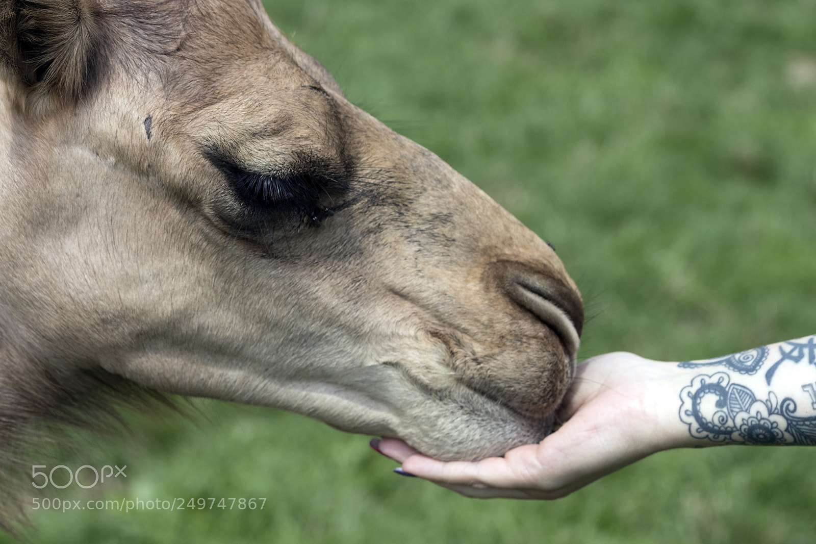 Canon EOS 77D (EOS 9000D / EOS 770D) sample photo. The hand that feeds photography