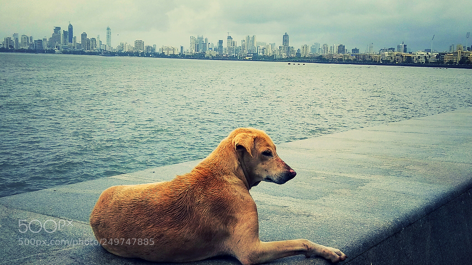 Xiaomi Redmi Note 4 sample photo. Dog on beach photography