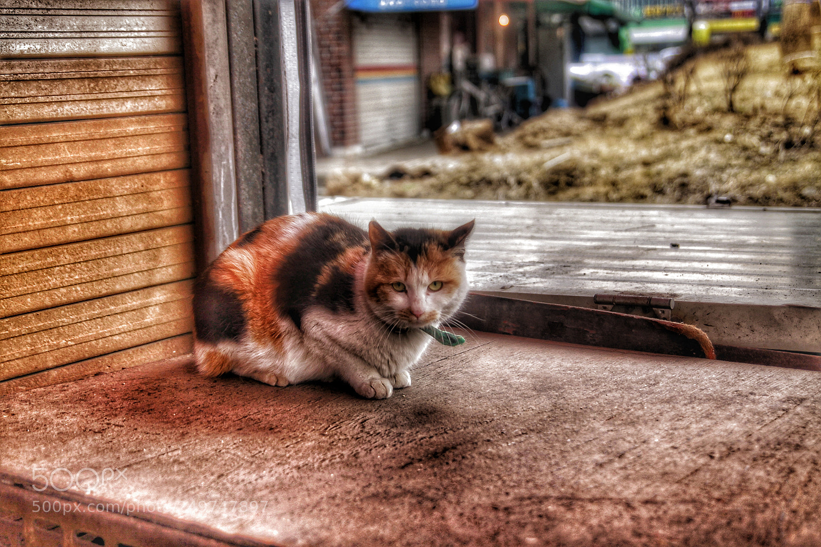 Canon EOS 50D sample photo. 고양이 photography