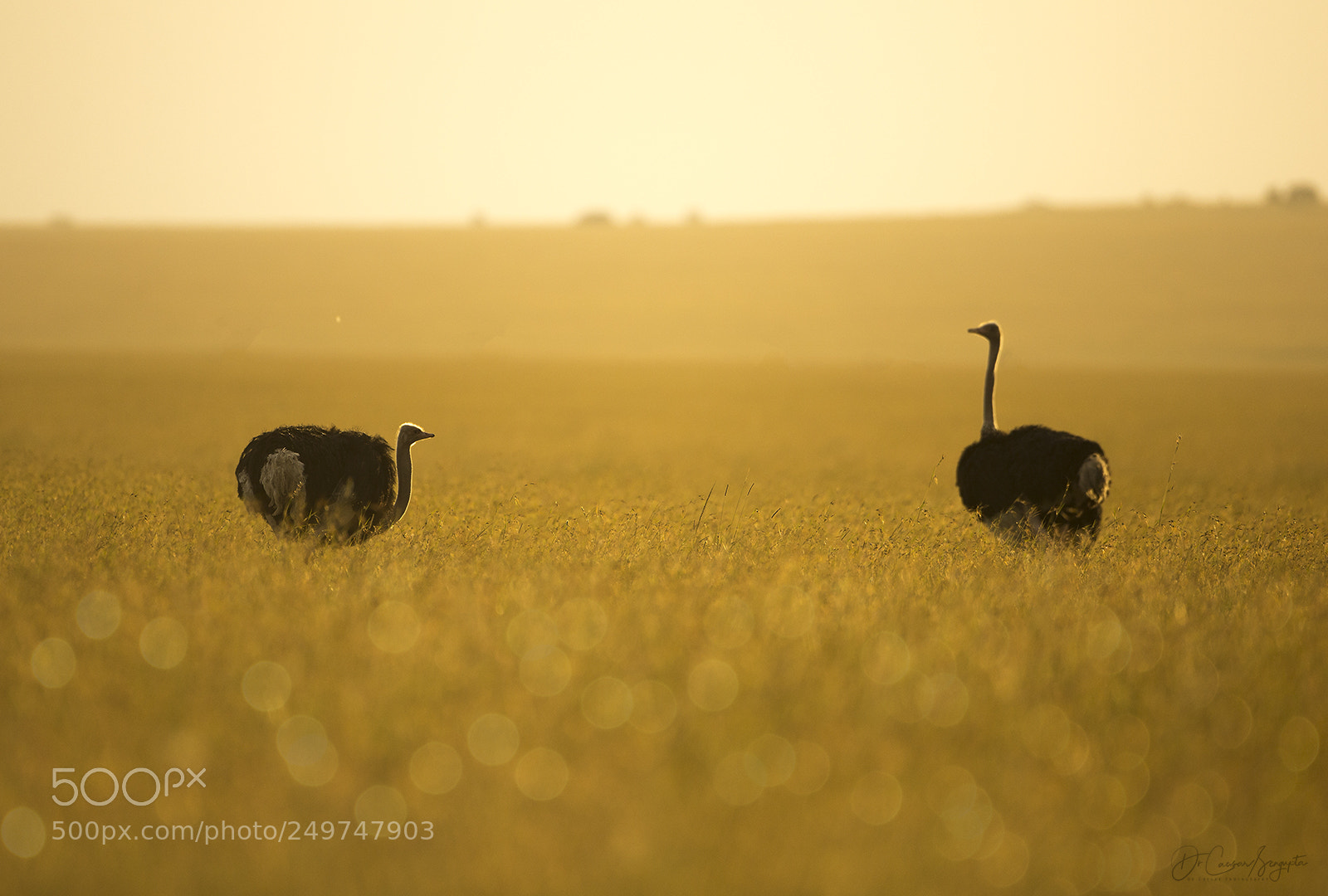 Canon EOS-1D X sample photo. Ostriches pair photography