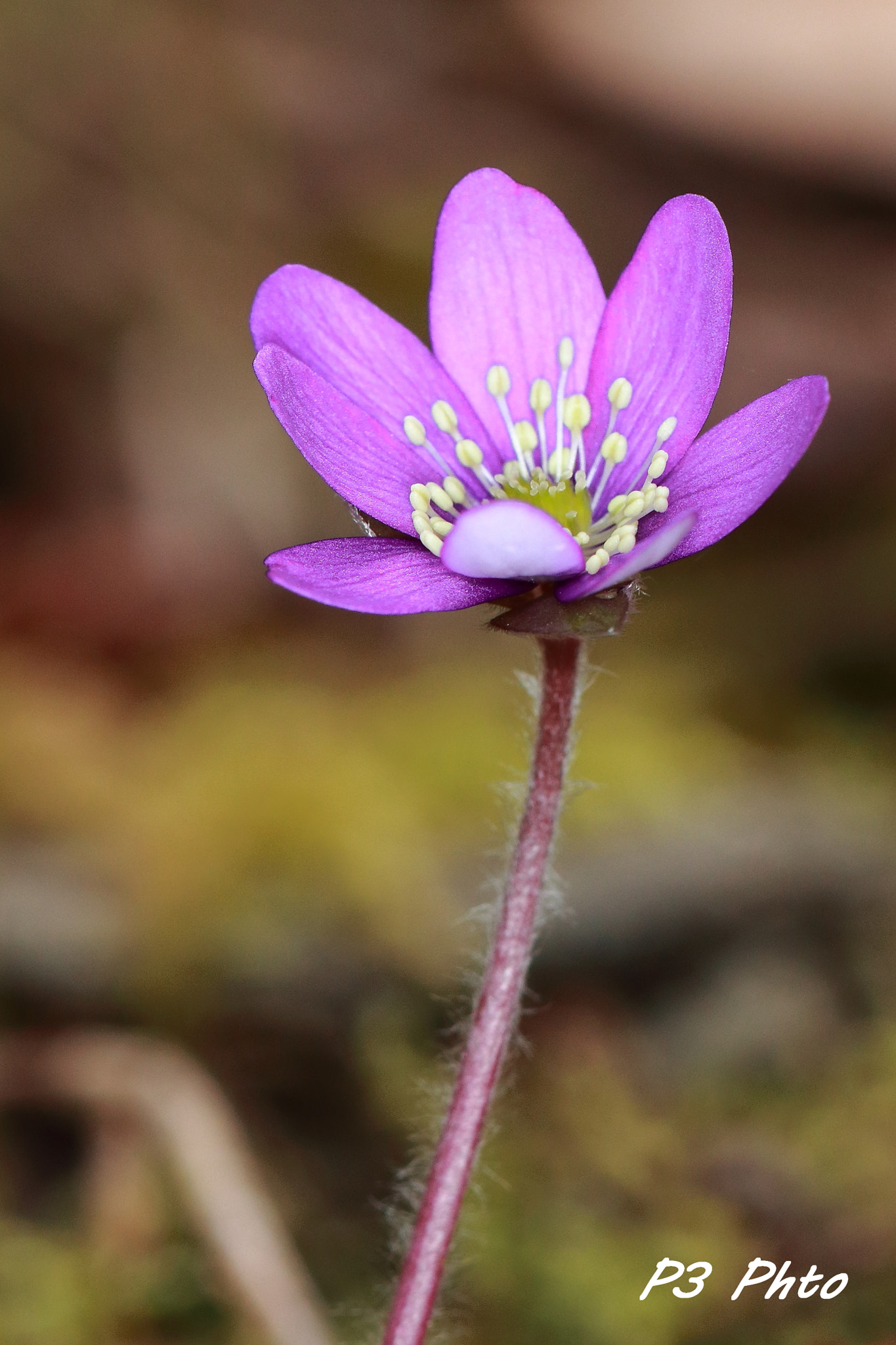 Canon EF 100mm F2.8L Macro IS USM sample photo. Img photography
