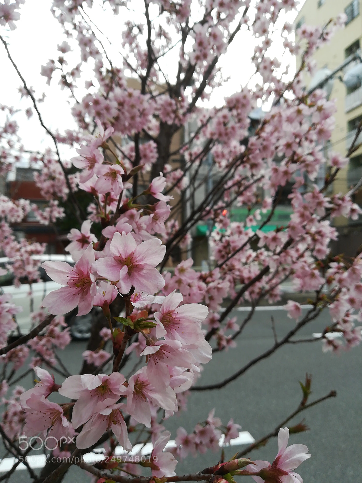 HUAWEI P10 lite sample photo. Spring is just around photography