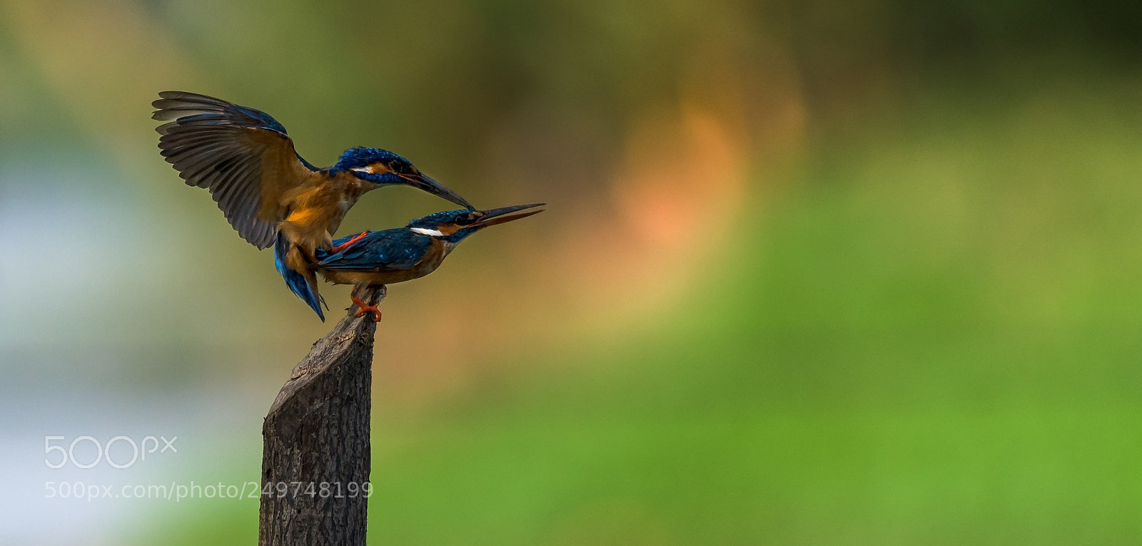 Nikon D810 sample photo. Common kingfishers mating, sri photography