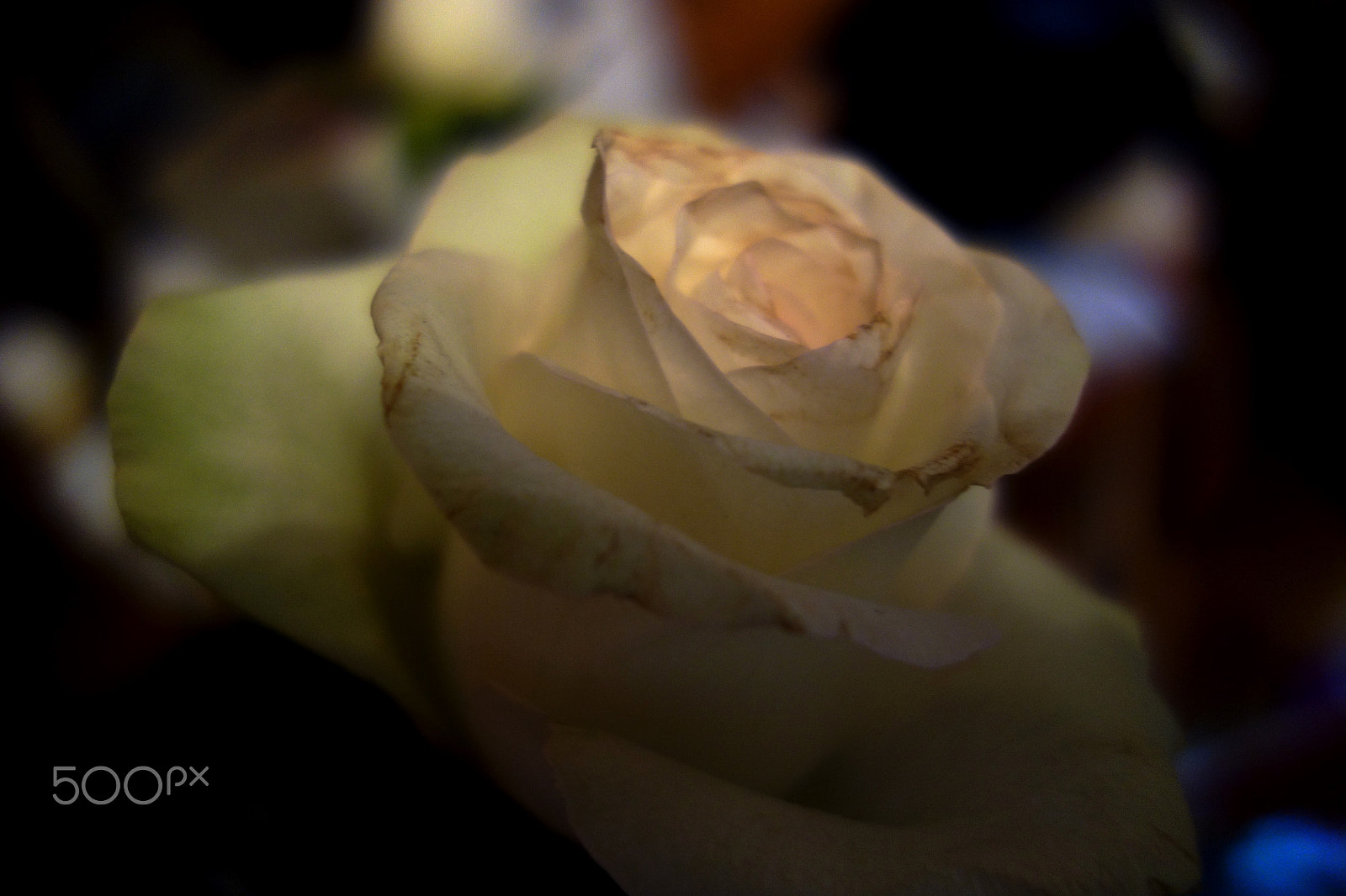 Sony Cyber-shot DSC-RX100 sample photo. The last rose photography
