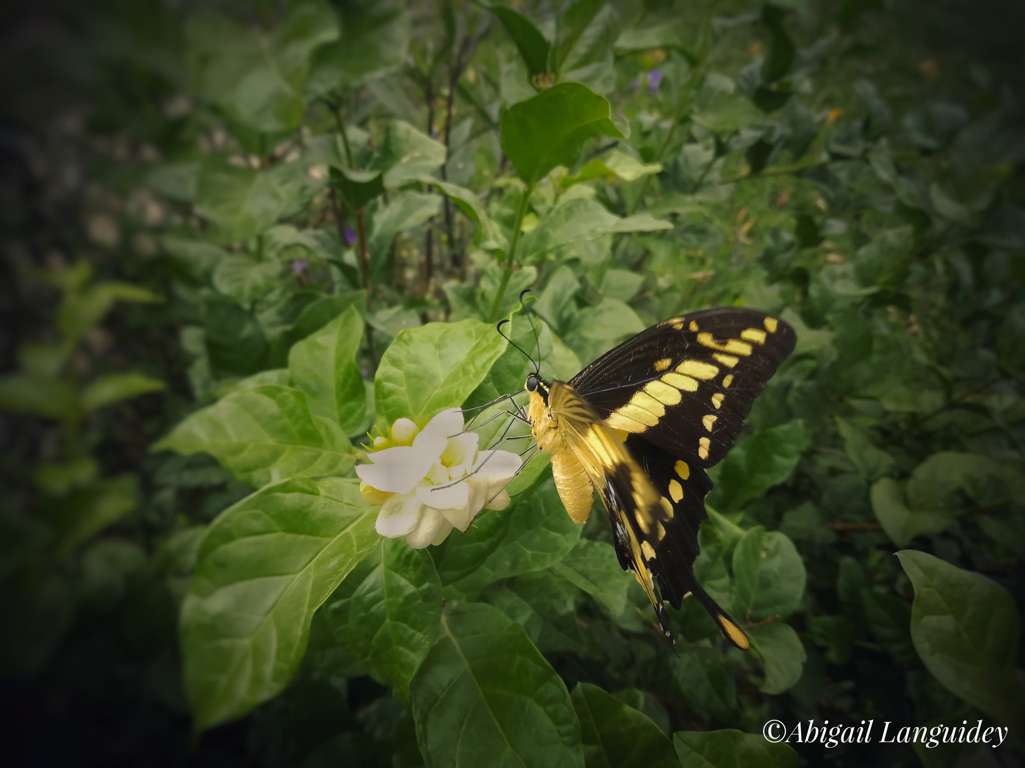 HUAWEI MATE 9 LITE sample photo. Butterfly photography