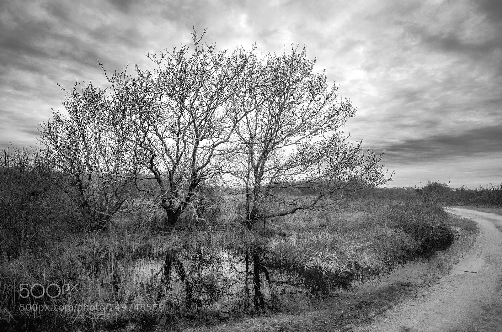 Nikon D600 sample photo. Tree trees photography