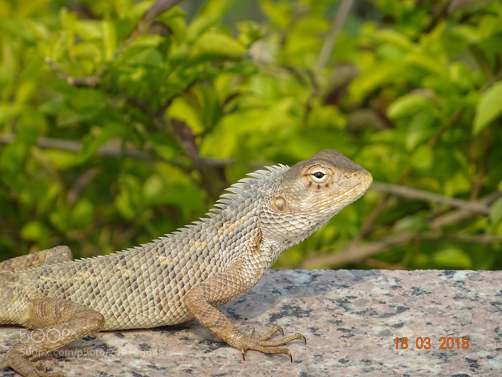 Sony DSC-HX60V sample photo. Lizard photography