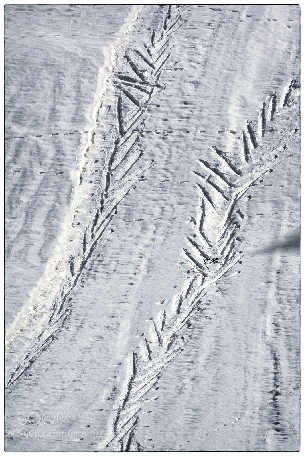 Nikon D500 sample photo. Skiing the wrong way photography