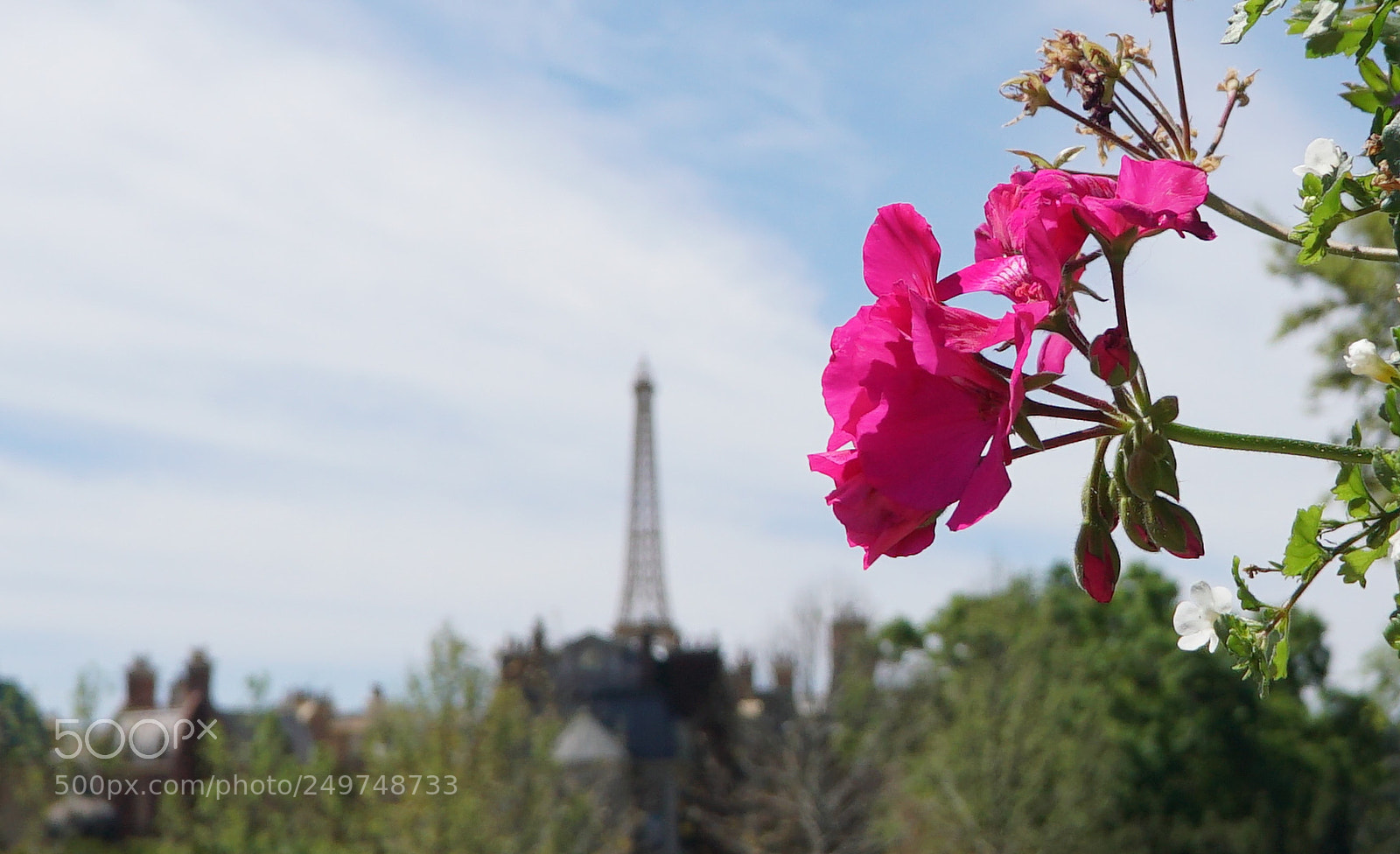Sony a6500 sample photo. Flower fore famous back photography