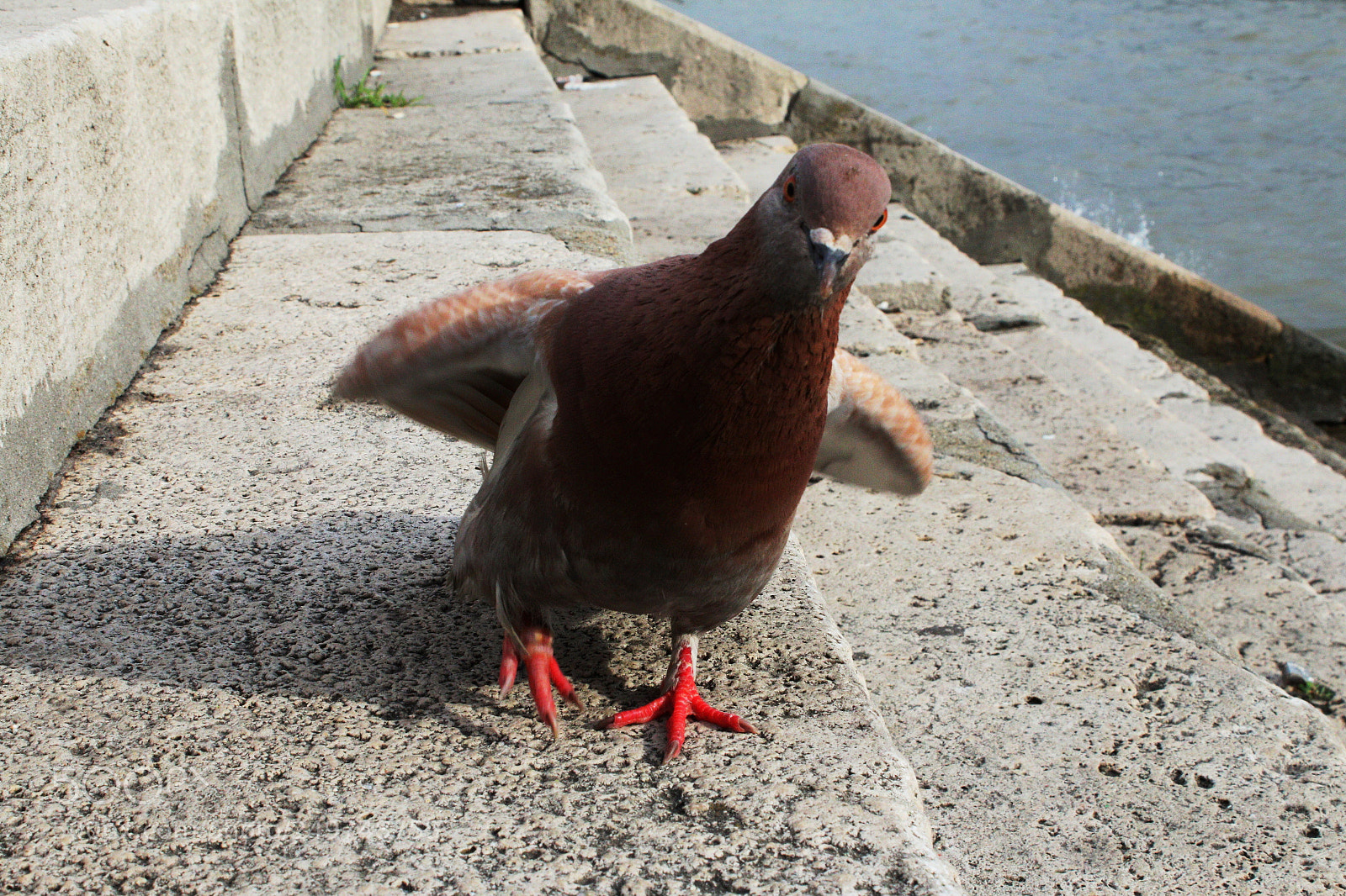 Canon EOS 70D sample photo. Galamb photography