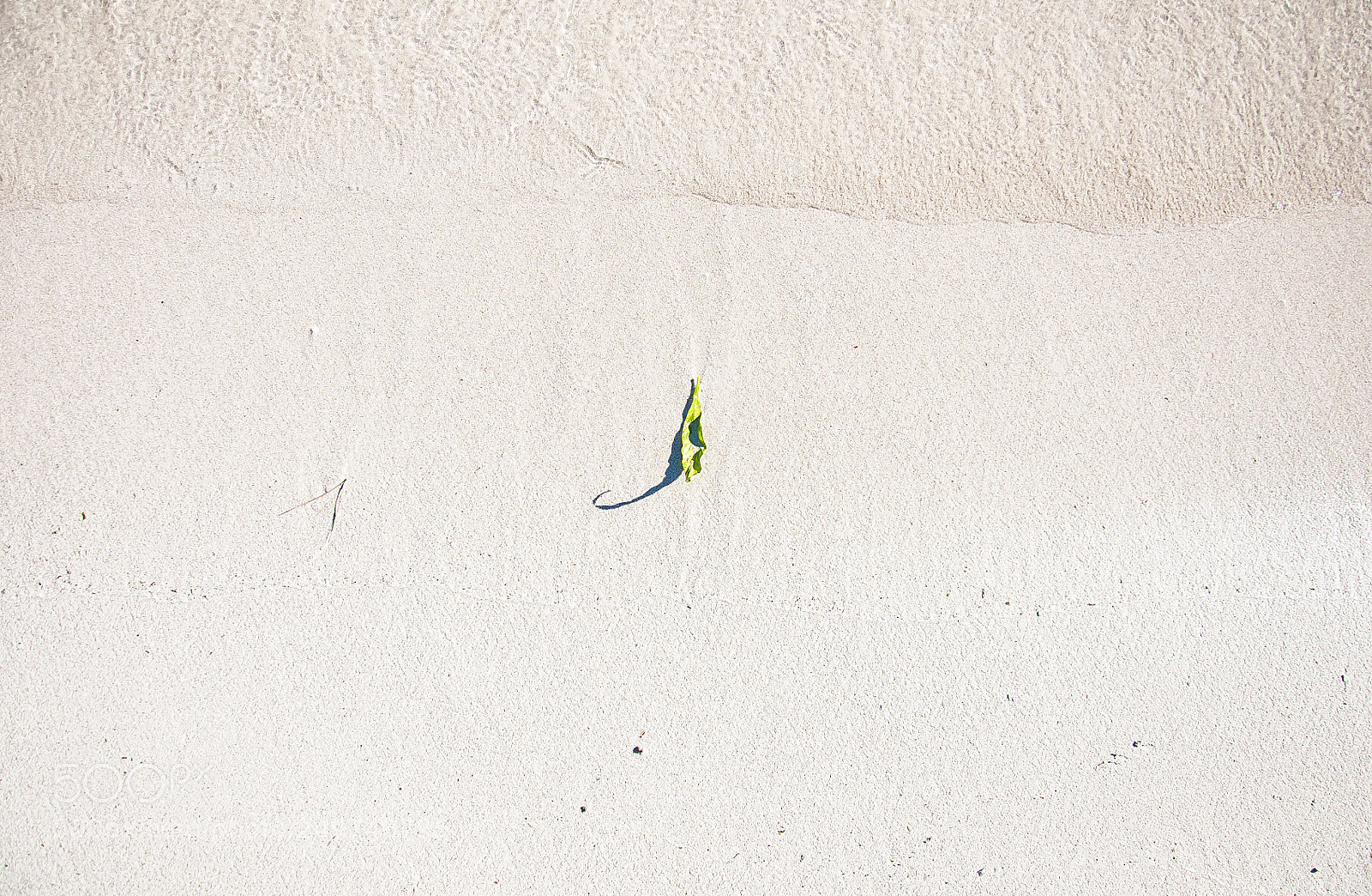 Nikon D90 sample photo. Leaf photography