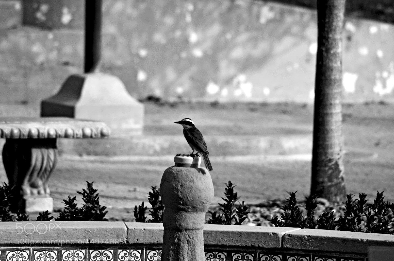 Nikon D5100 sample photo. Bird photography