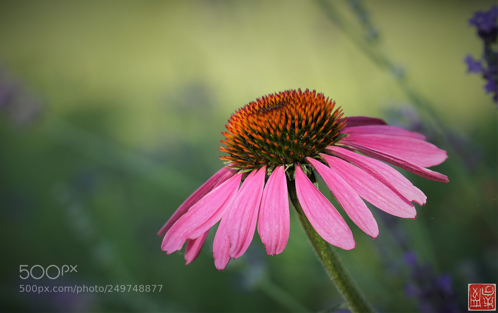 Sony a6500 sample photo. Echinacea purpurea photography
