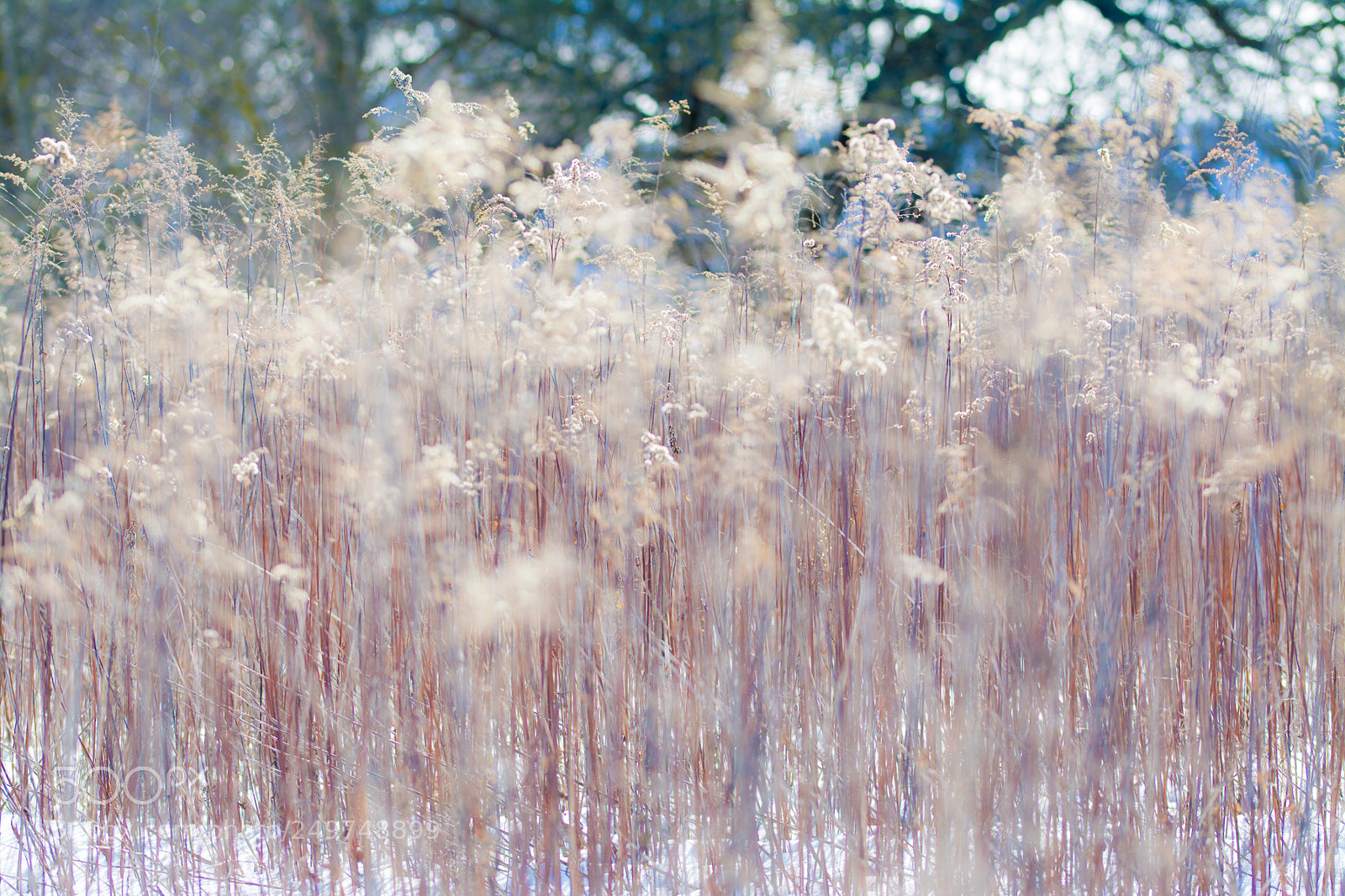 Nikon D5200 sample photo. Winter garden photography