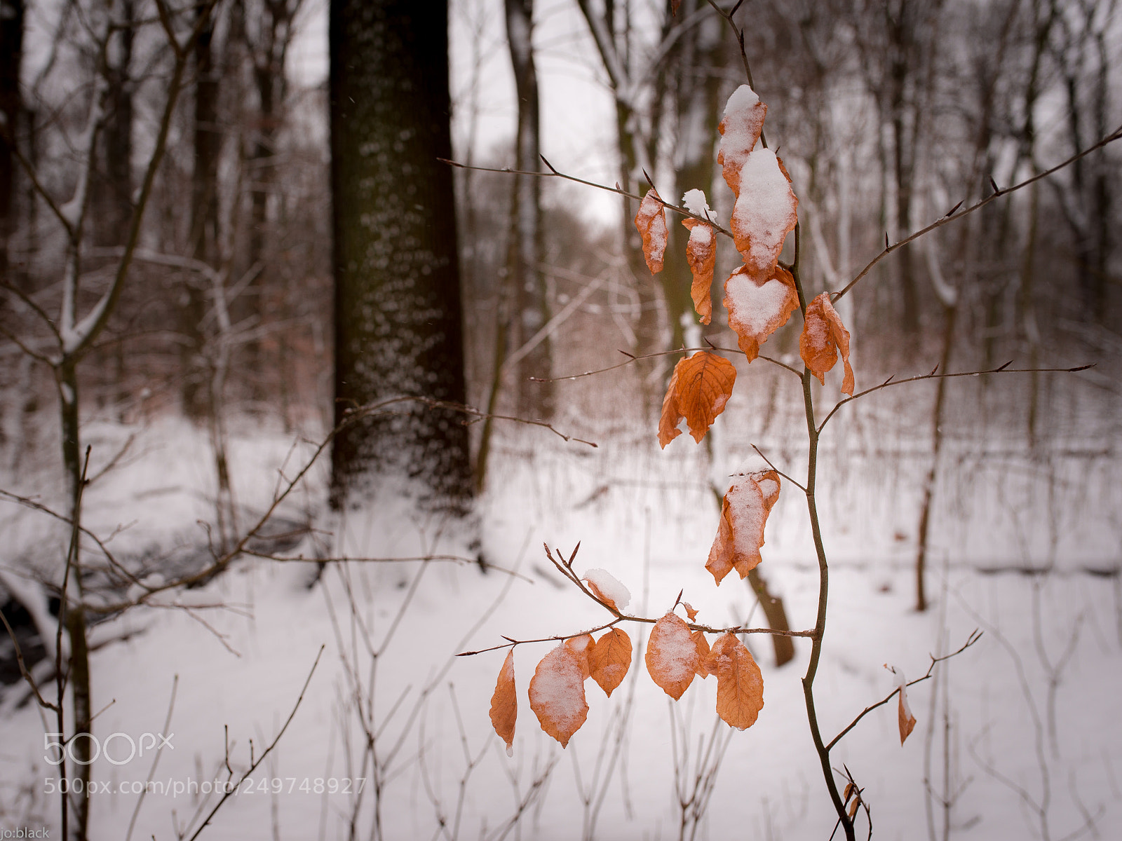 Nikon D800 sample photo. Herbstlaub photography