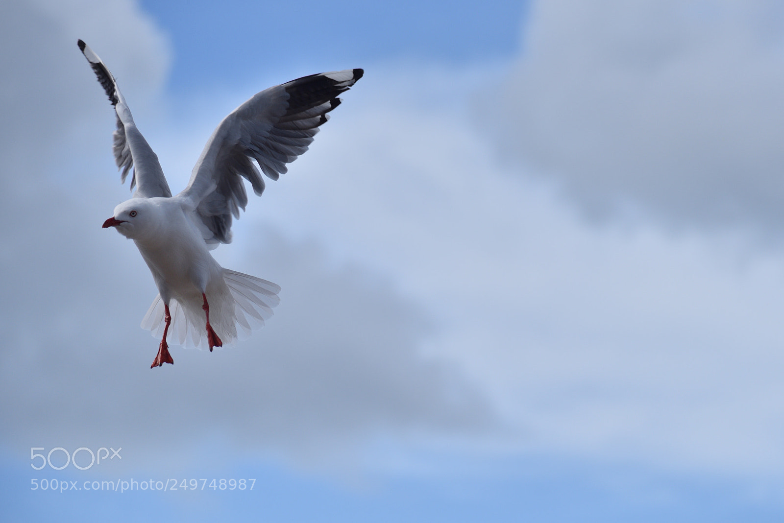 Nikon AF-S Nikkor 24-120mm F4G ED VR sample photo. Soar photography