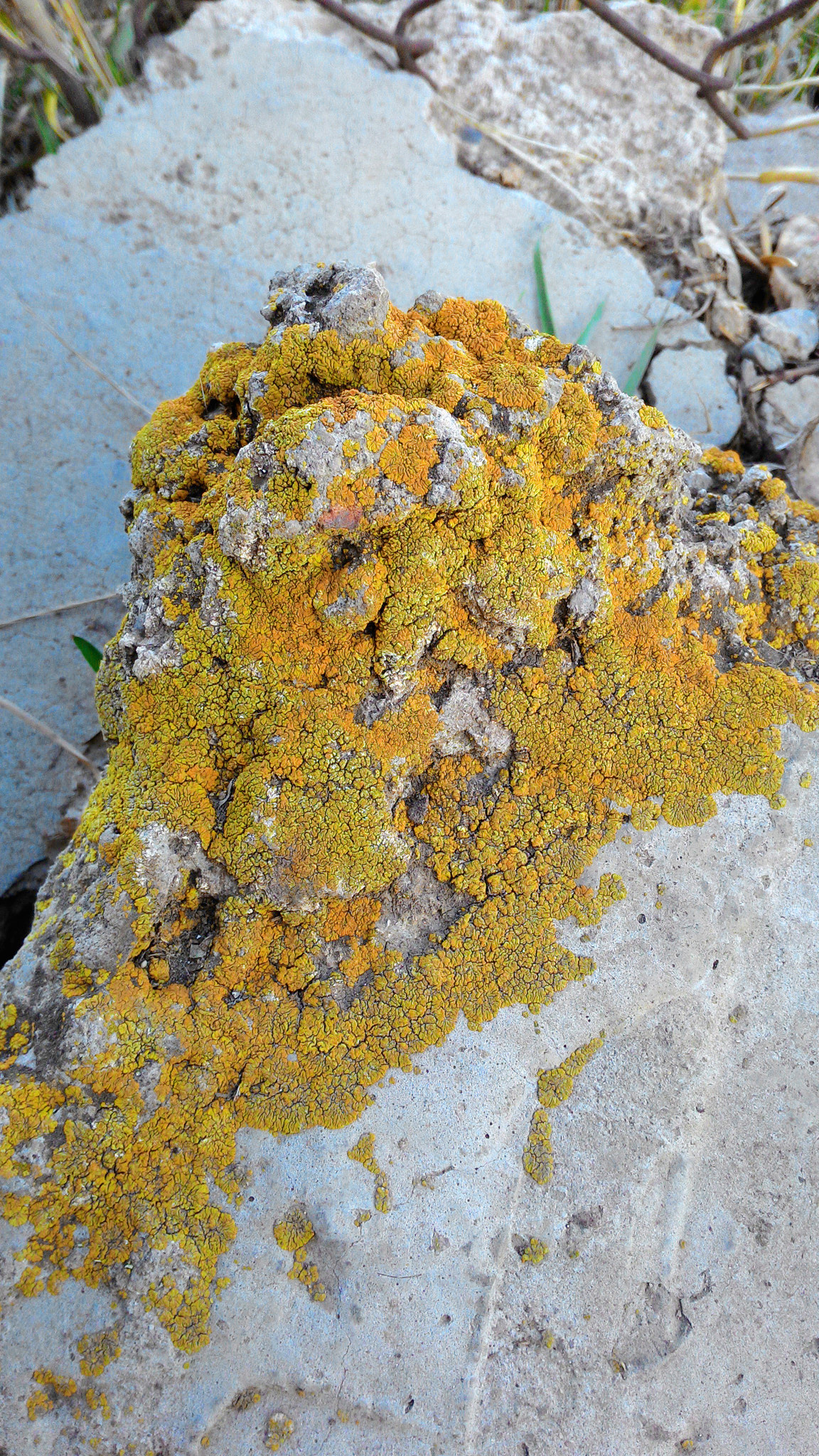 ASUS Z002 sample photo. Orange stone lichen~ photography
