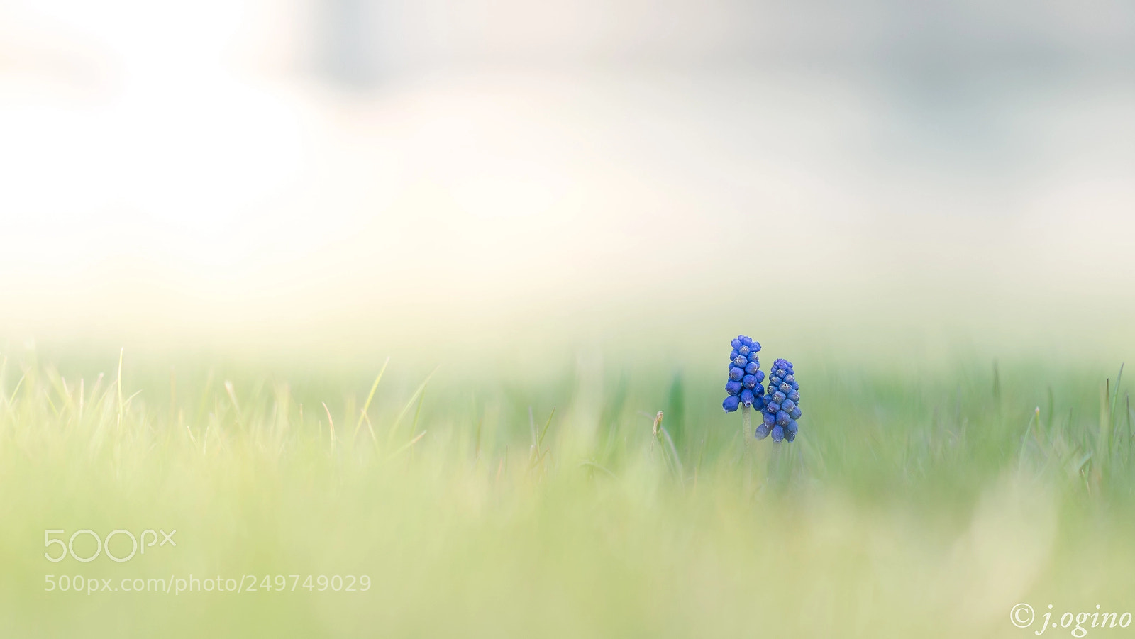 Sony a99 II sample photo. ＊＊＊ photography