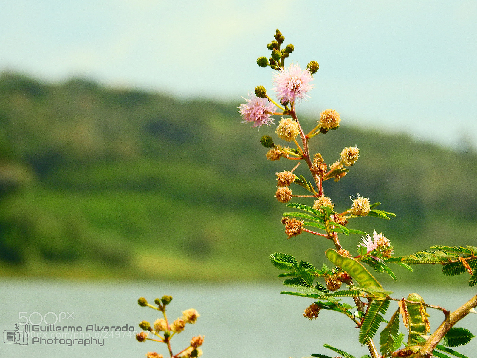 Nikon Coolpix P900 sample photo. Undergrowth in the lake photography
