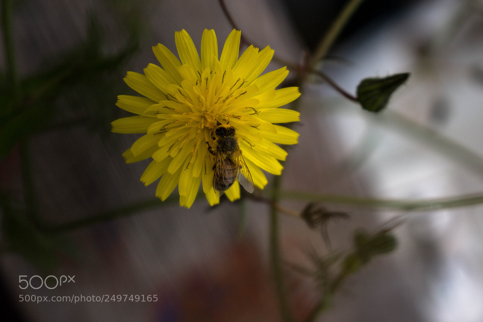 Canon EOS 100D (EOS Rebel SL1 / EOS Kiss X7) sample photo. Bee photography