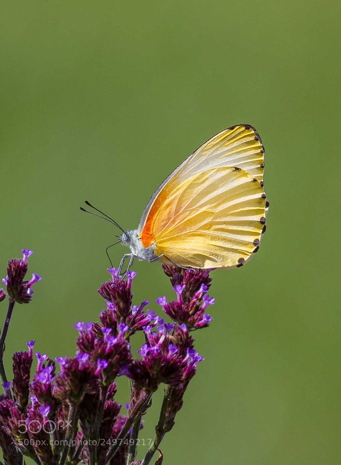 Canon EOS 7D sample photo. Yellow butterfly photography