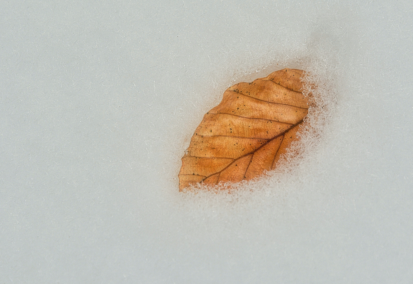 Nikon D7100 sample photo. Automn in winter in sprigtime photography