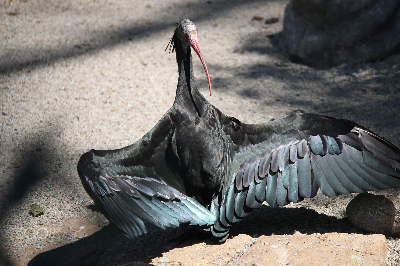 Canon EF-S 55-250mm F4-5.6 IS II sample photo. Wild bird photography