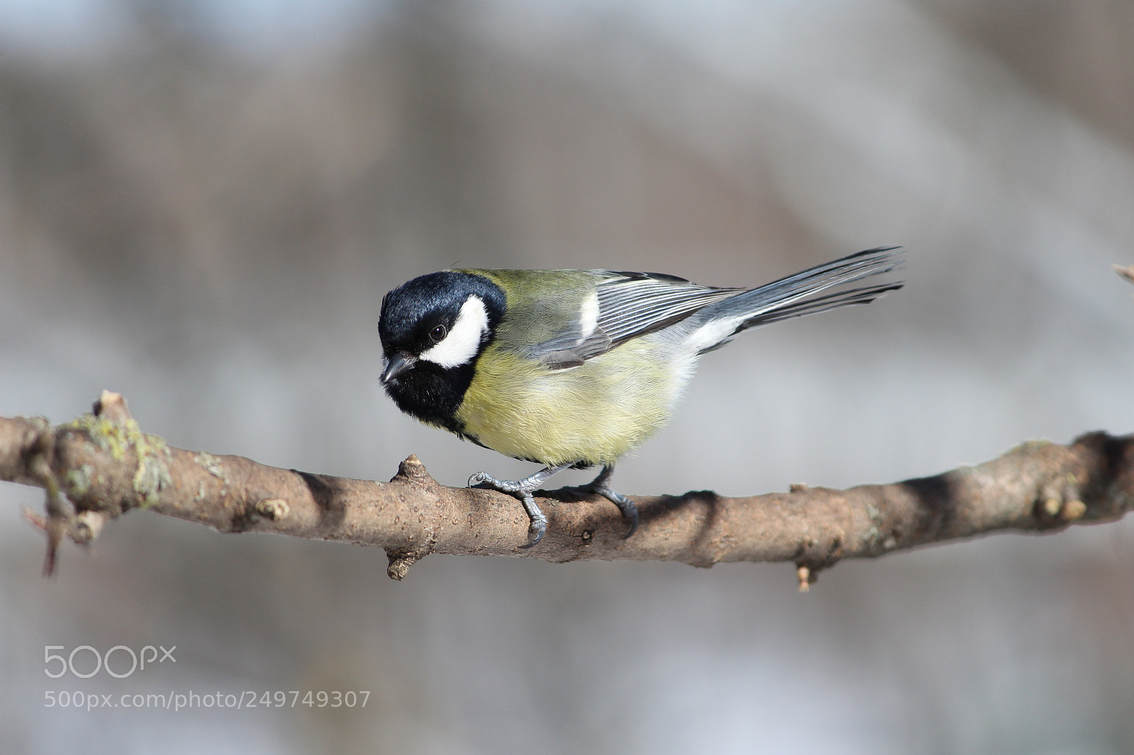 Canon EF-S 55-250mm F4-5.6 IS II sample photo. Untitled photography