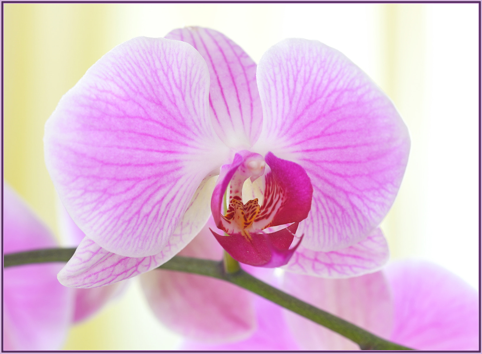 Sigma 105mm F2.8 EX DG OS HSM sample photo. Cool orchid bloom photography