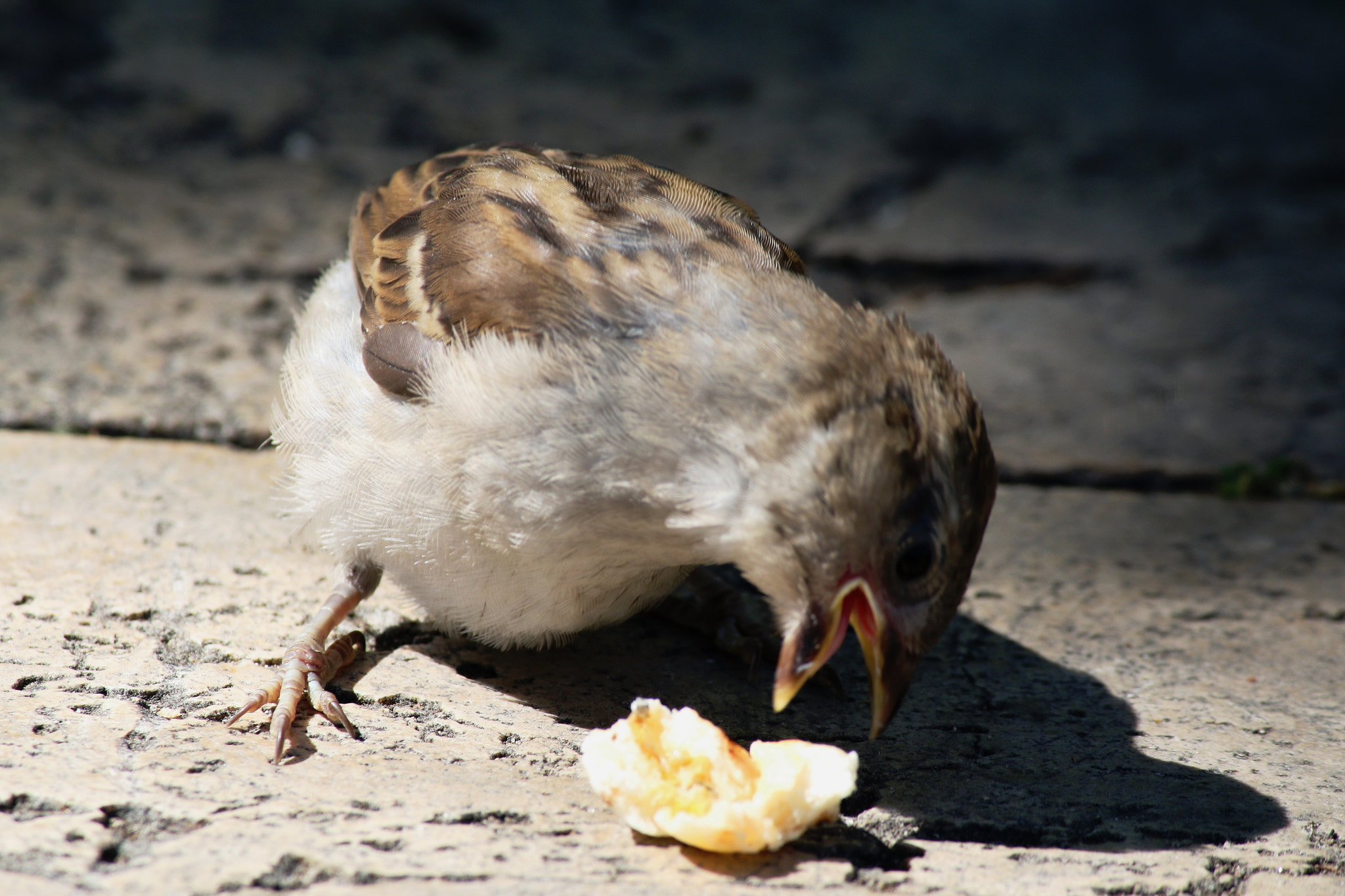 Canon EOS 70D + Canon EF 28mm F2.8 sample photo. Hungry sparrow photography