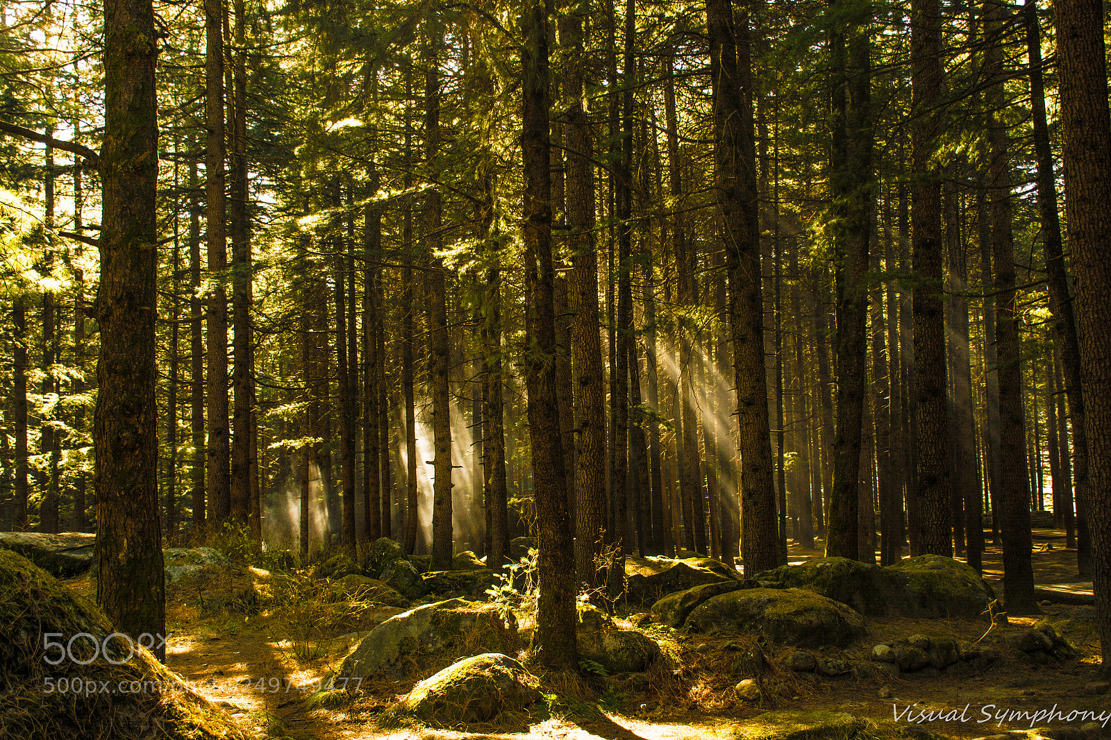 Nikon D5200 sample photo. The woods photography