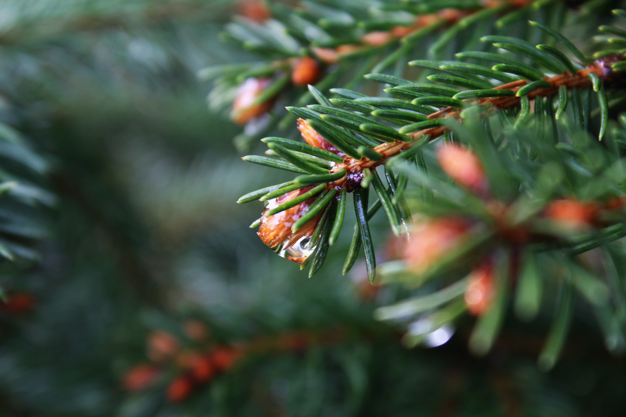 Canon EOS 70D sample photo. Természet photography