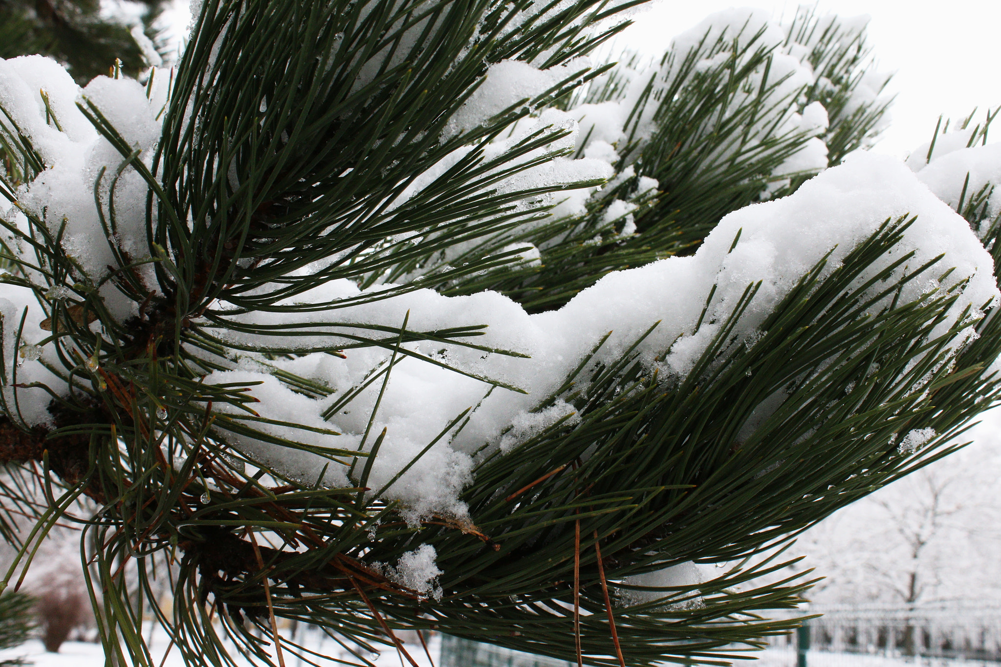Canon EOS 70D sample photo. Tél photography