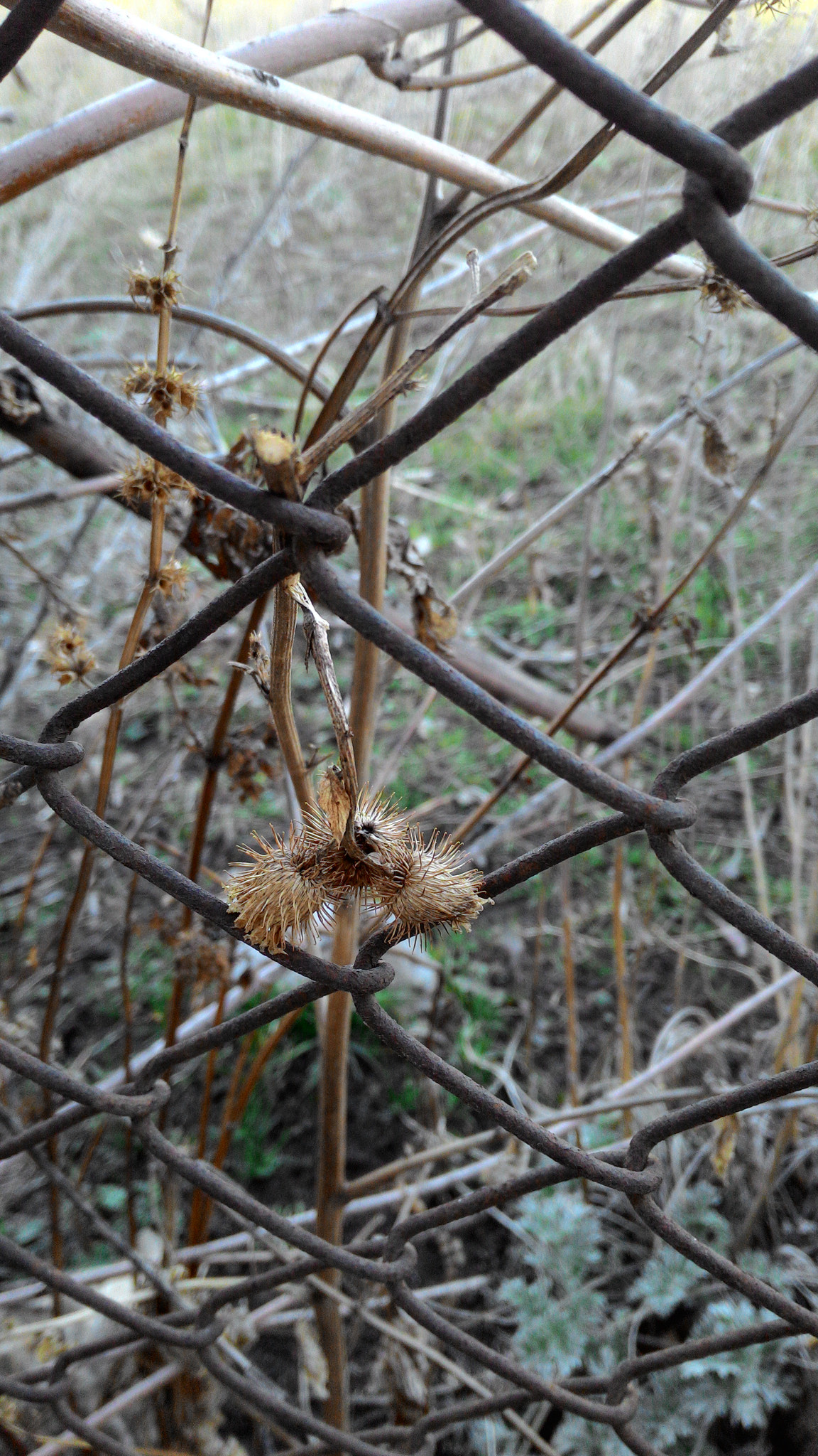 ASUS Z002 sample photo. Burdock thistle cycle photography