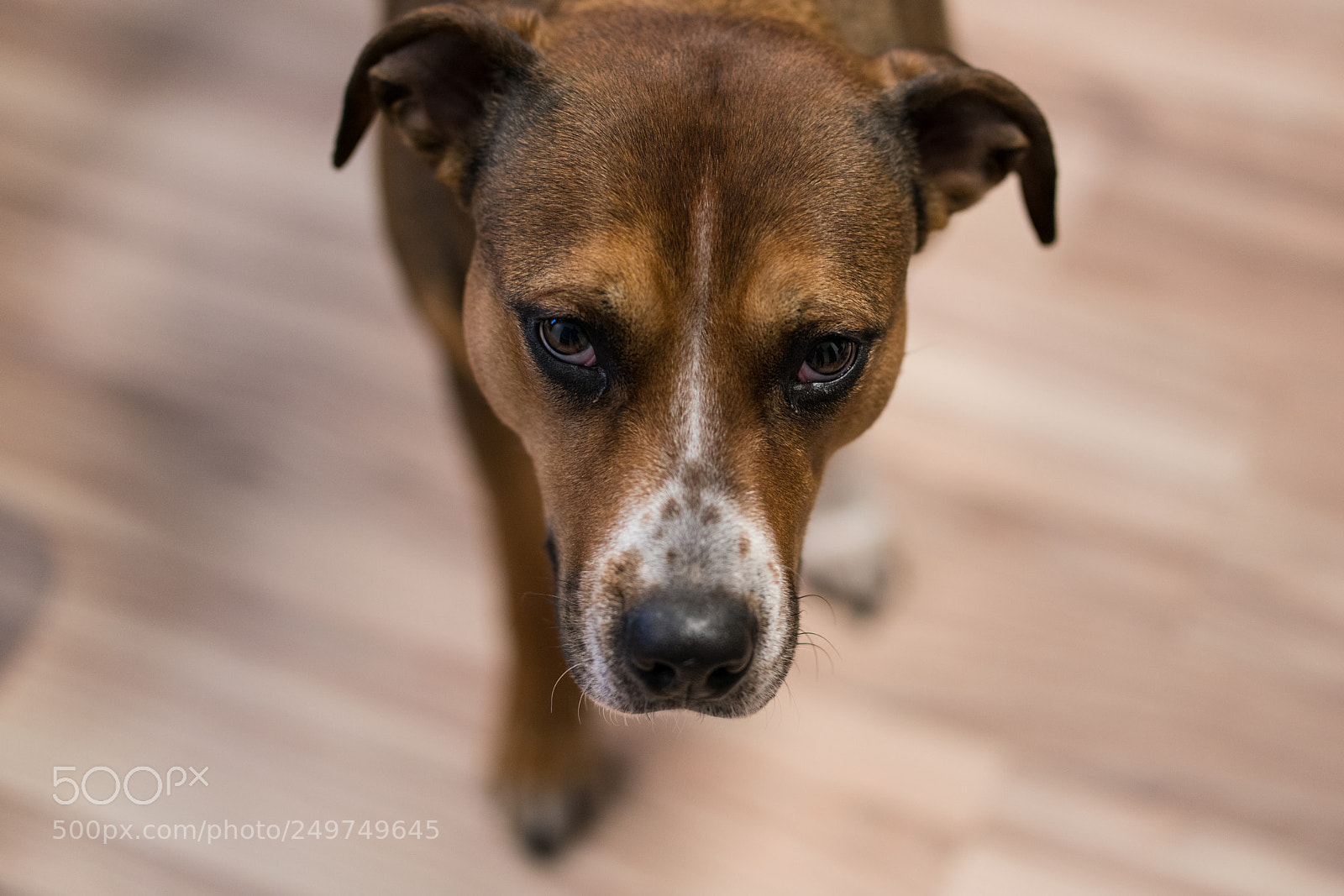 Sony a7R III sample photo. Leia photography
