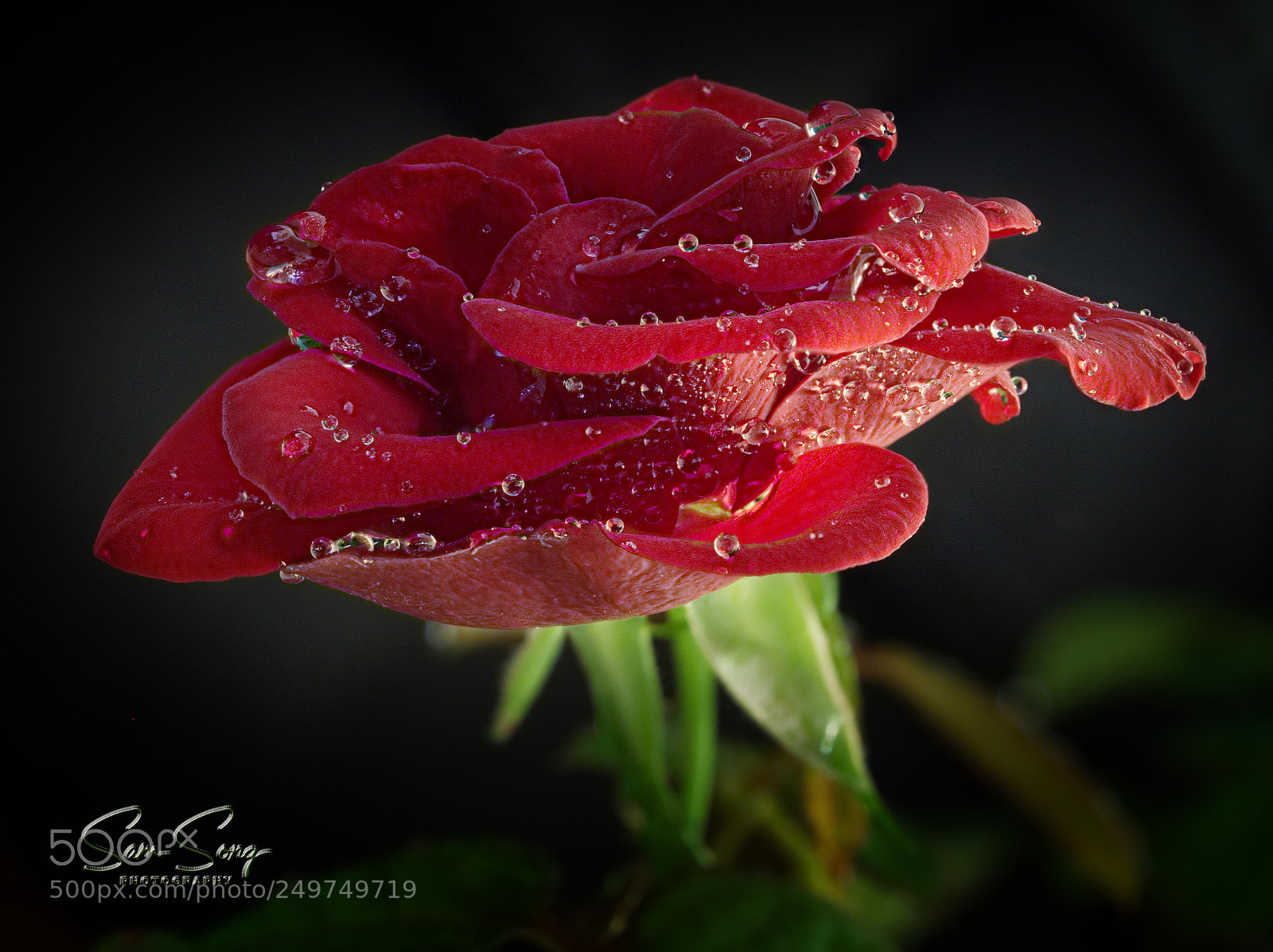 Olympus OM-D E-M10 III sample photo. Flower at its best photography