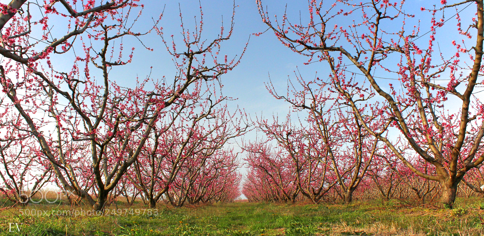 Canon EOS 700D (EOS Rebel T5i / EOS Kiss X7i) sample photo. Peach trees. photography