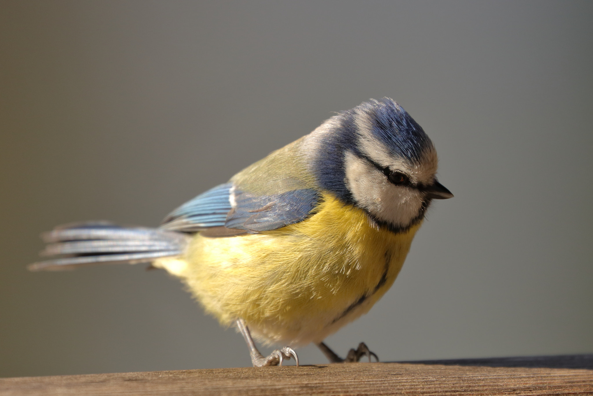 Canon EF 70-300mm F4-5.6L IS USM sample photo. Blue tit photography