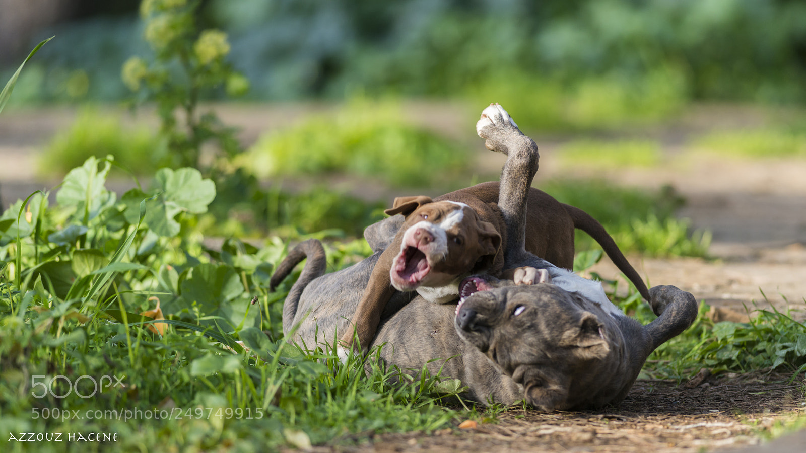 Nikon D800E sample photo. Pitbull photography