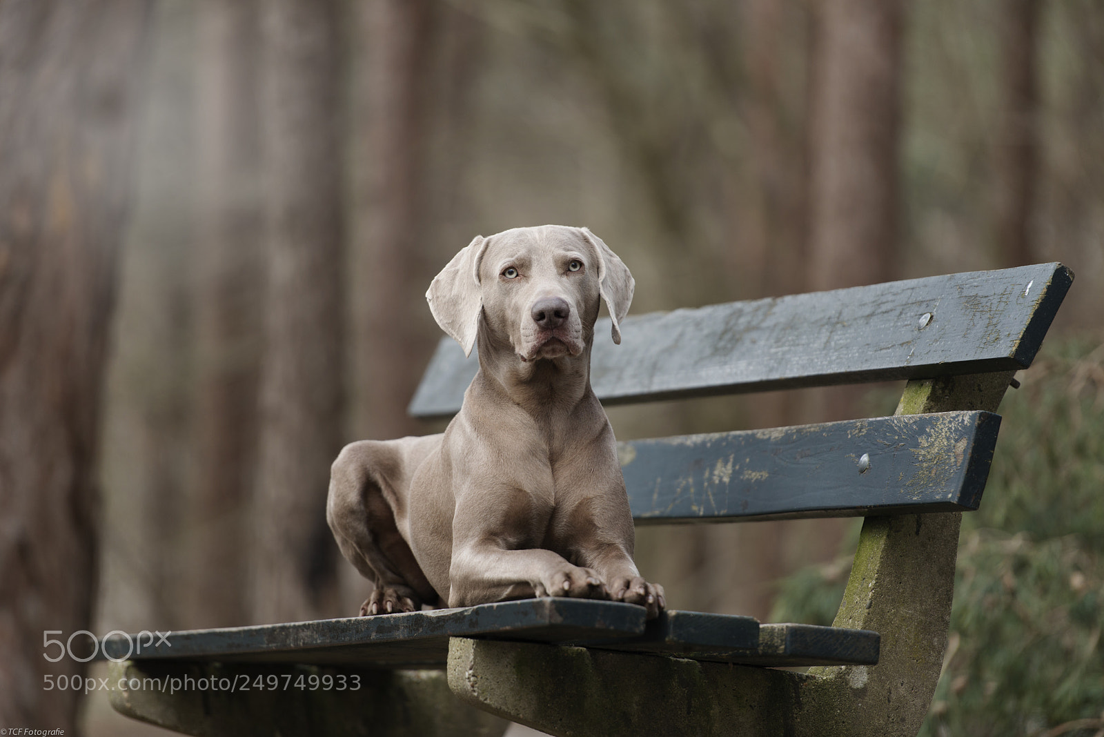 Nikon D800 sample photo. King of the forest photography