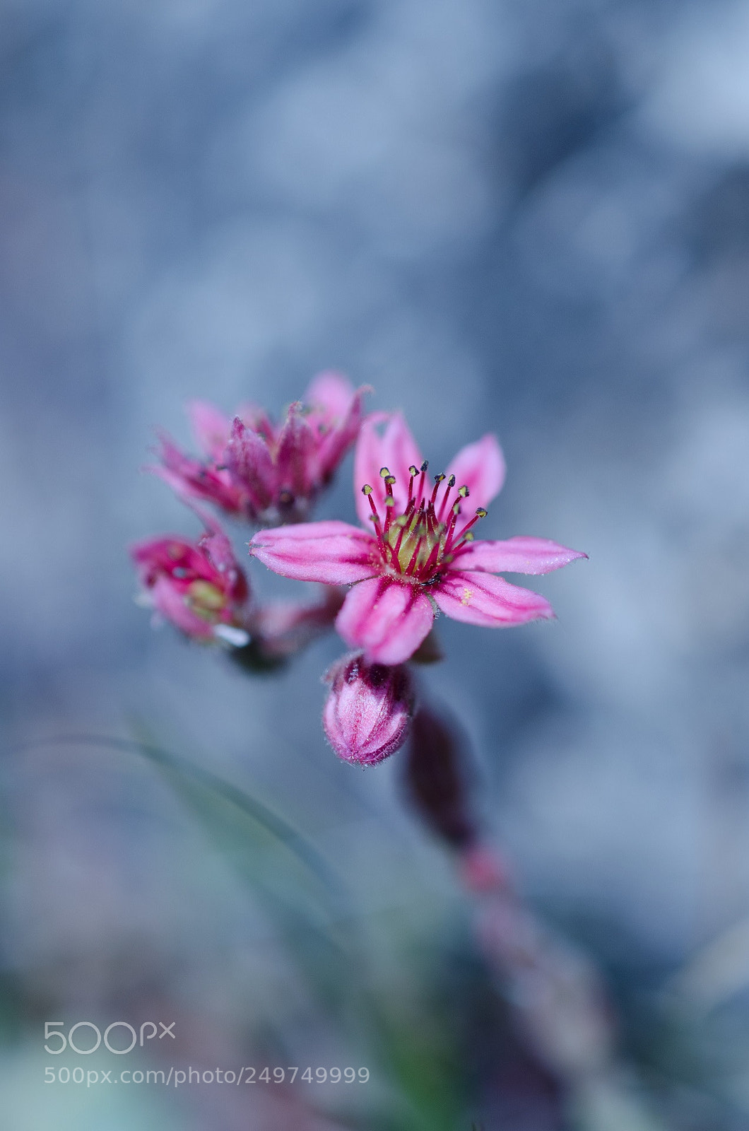 Nikon D5100 sample photo. Fleur des montagnes photography