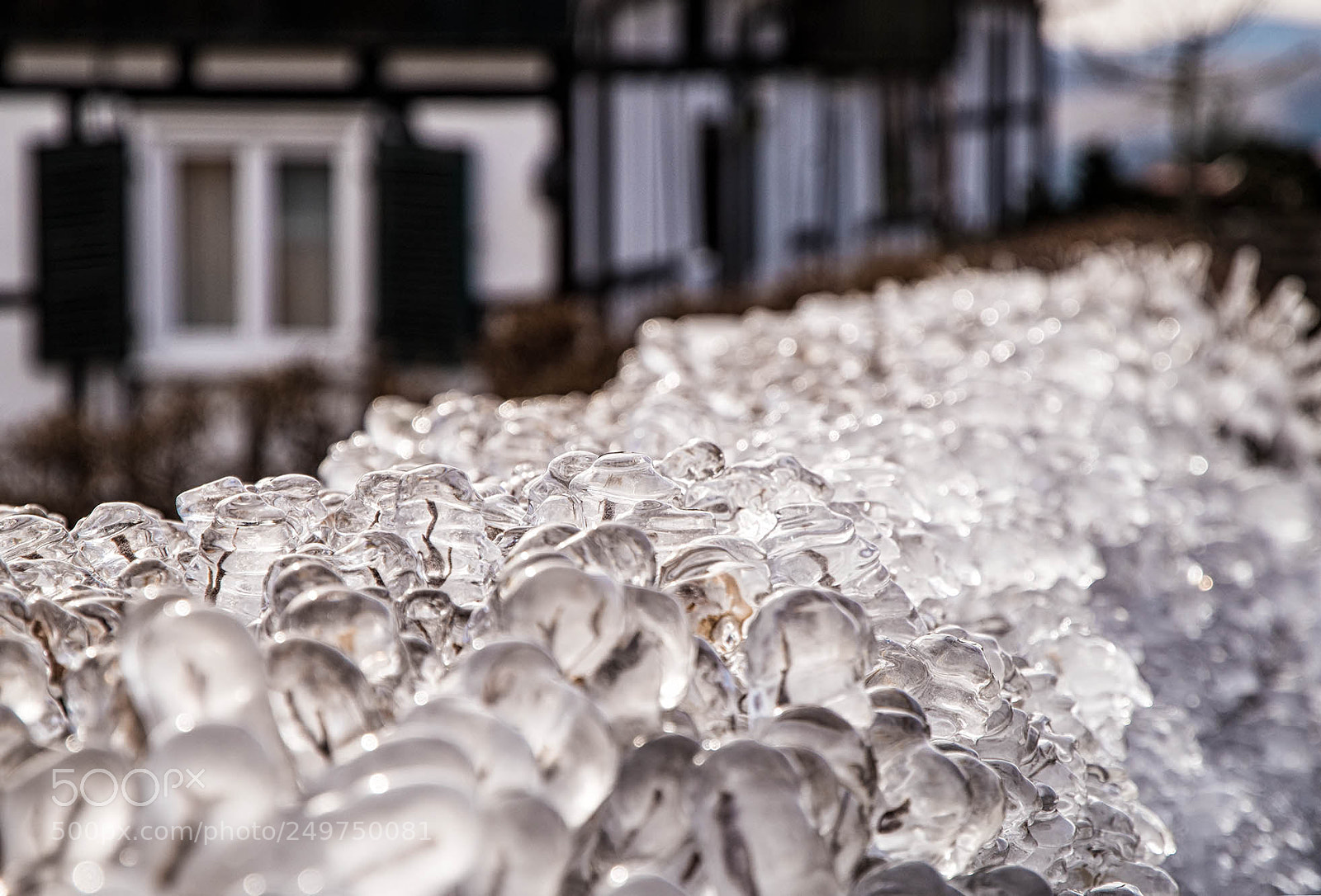 Pentax K-S2 sample photo. -22° celcius or frozen hedge photography