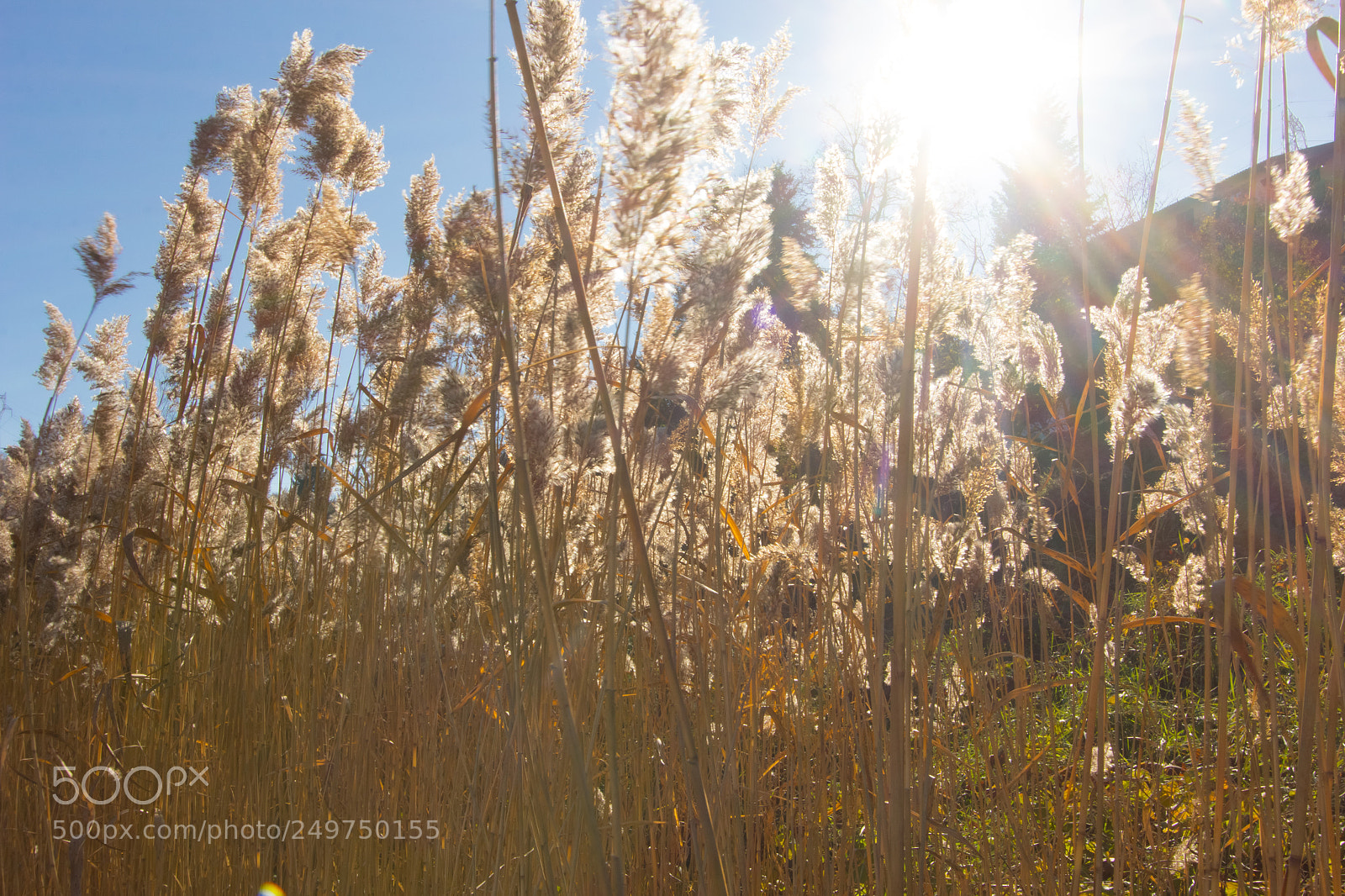 Canon EOS 60D sample photo. Erba alta photography