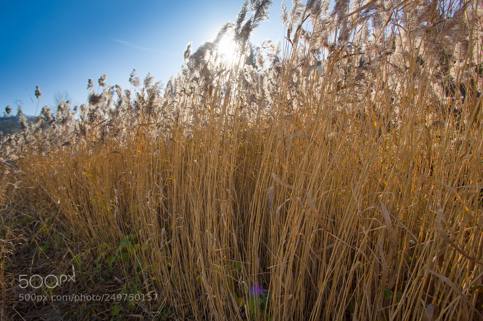 Canon EOS 60D sample photo. Erba alta photography