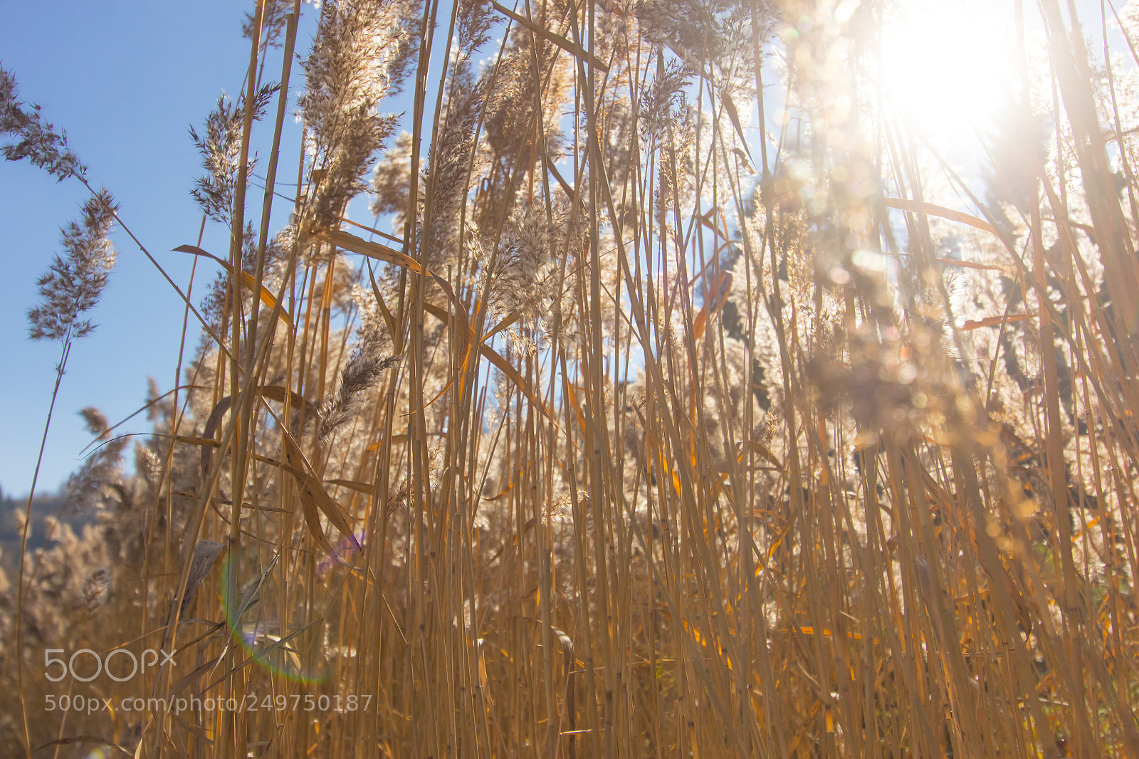 Canon EOS 60D sample photo. Erba alta photography