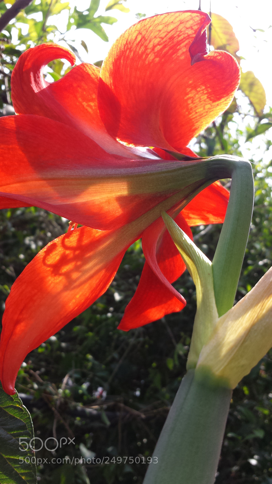 Samsung Galaxy S4 sample photo. Untitled photography