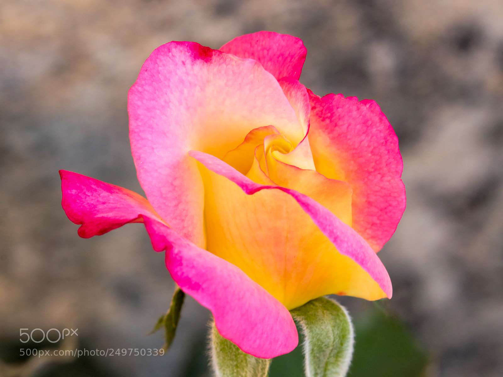 Canon EOS 80D sample photo. Rosy photography