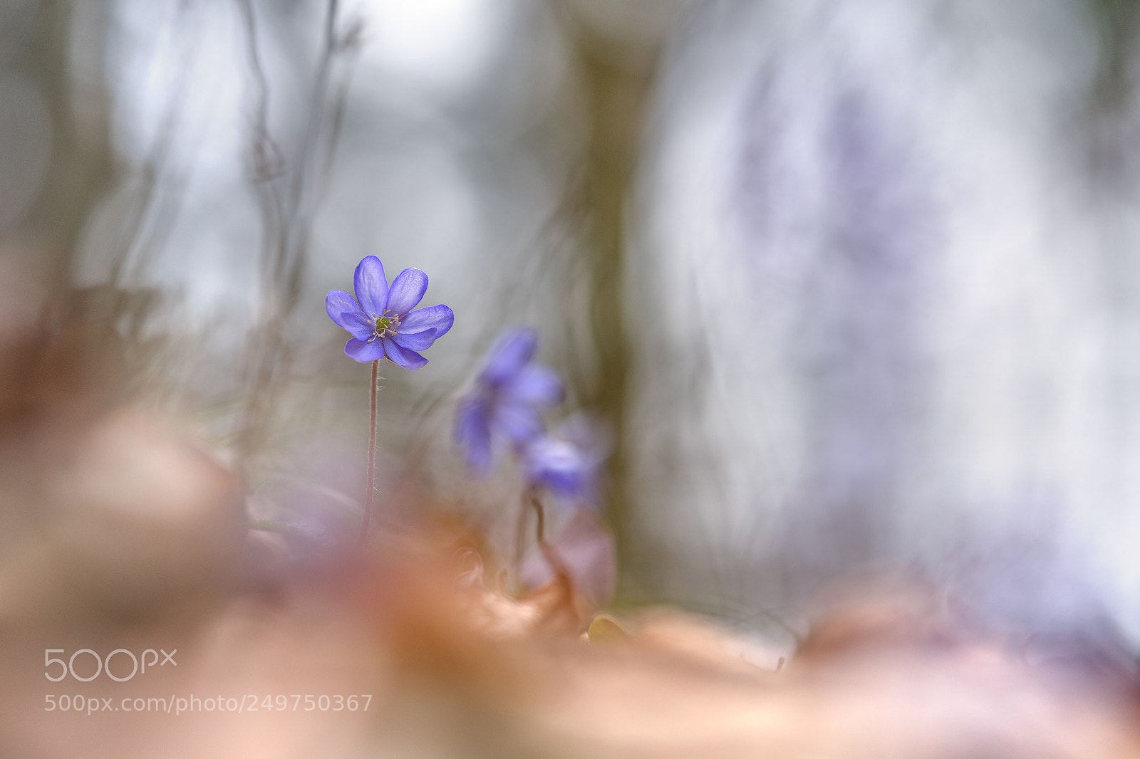 Sony a7 II sample photo. Heute -1 grad photography