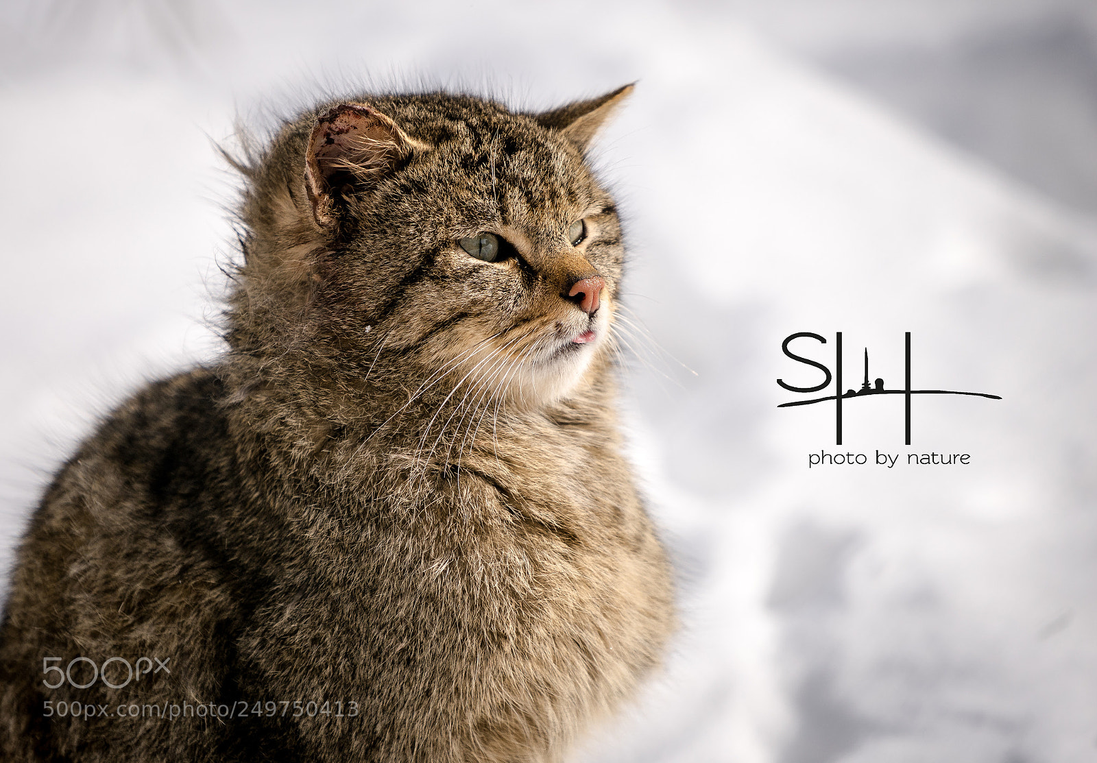 Sony a7 sample photo. Wildcat europe photography